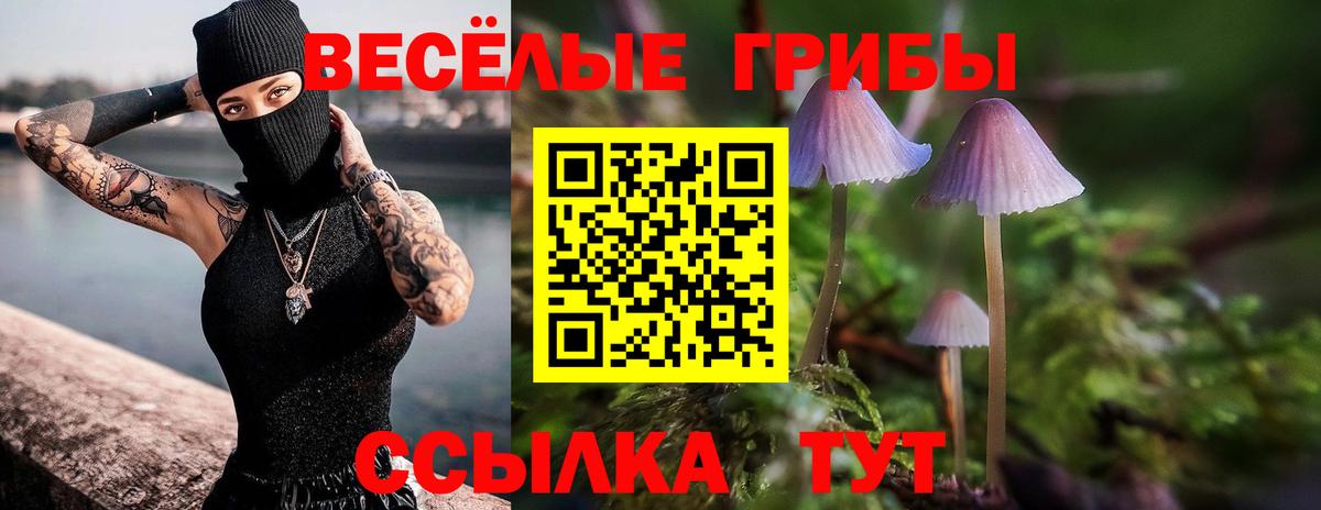 Богородск  Псилоцибиновые грибы Cubensis  Вход с VPN 